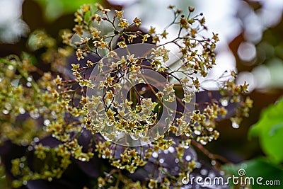 Graceful tiny flowers of Cotinus coggygria Royal Purple Rhus cotinus, the European smoketree covered with raindrops look like je Stock Photo