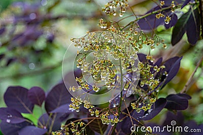 Graceful tiny flowers of Cotinus coggygria Royal Purple Rhus cotinus, the European smoketree covered with raindrops Stock Photo