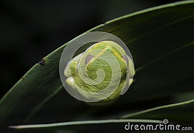 Graceful tree frog Stock Photo