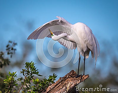 Graceful white egret preening under its wing Stock Photo