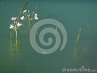 Graceful white flowers emerge from the river Stock Photo