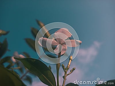 Graceful white petals Stock Photo