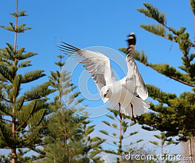 Graceful white seagull in flight against a backdrop of pine trees Stock Photo