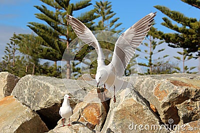 Graceful white seagull in flight against a backdrop of pine trees Stock Photo