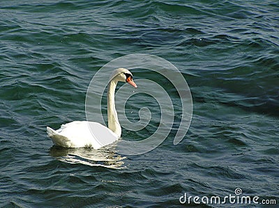 Graceful white swan on emerald water Stock Photo