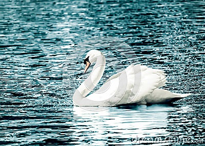 Graceful white swan Stock Photo