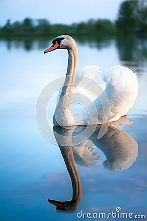 Graceful white swan and reflection on evening lake. Stock Photo