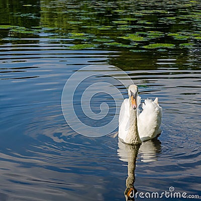 Graceful white swan swimming on water Stock Photo