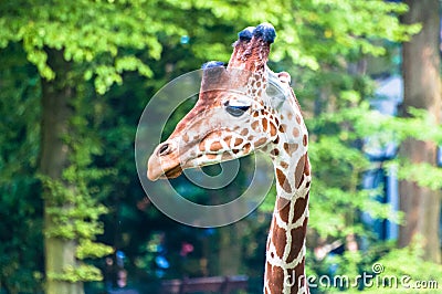 Graceful wild giraffe looking left, at the zoological park Stock Photo