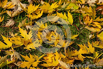 Graceful yellow fall leaves of Acer saccharinum on the green grass. Nature concept Stock Photo