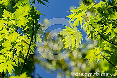 Graceful young green leaves of Acer saccharinum against the sun on blue sky background Stock Photo
