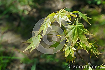 Graceful young leaves of maple Acer mono. Delicate maple twig on blurred beige background. Spring nature concept Stock Photo
