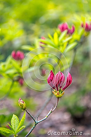 Gracefully budding purple flowers and fresh green leaves of a Ch Stock Photo