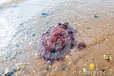 Gracilaria red Algae, Rhodophyta, Baltic Sea Denmark Stock Photo