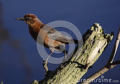 Grackle! Stock Photo