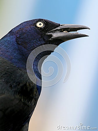 Grackle portrait Stock Photo