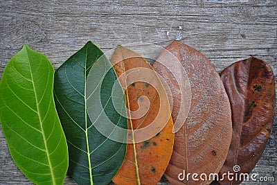 Gradient jackfruit leaves on different stages autumn senescene on wood background Stock Photo