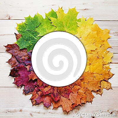 Gradient of multicolored fall maple leaves. Autumn round frame Stock Photo