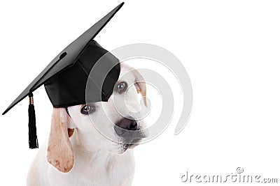 Graduation Graduate Dog Stock Photo