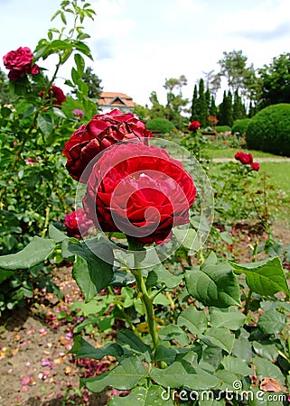 Grafin Von Hardenberg Rose Stock Photo