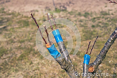 Grafted apricot tree onto plum using the cleft method. Scion and rootstock, agrotechnical measures Stock Photo