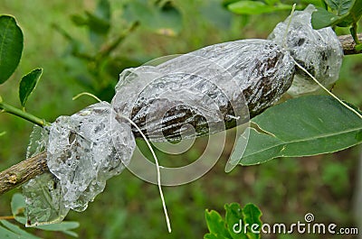 Grafted branch in cloning plant Stock Photo