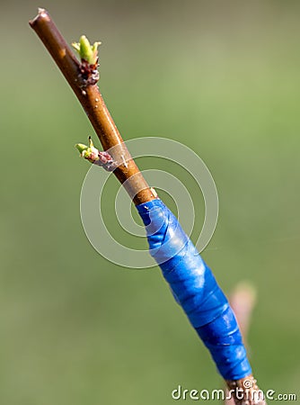 Grafted branch on a fruit tree in spring. Stock Photo