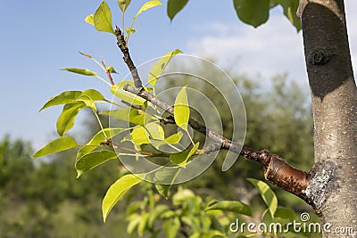 The grafted branch of a pear Stock Photo