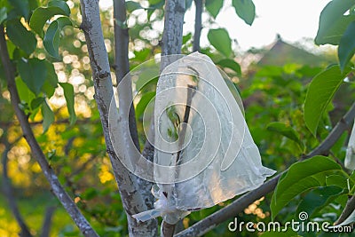 A grafted branch on a pear tree in the garden is wrapped in a film Stock Photo