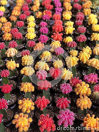 Grafted Cacti Stock Photo