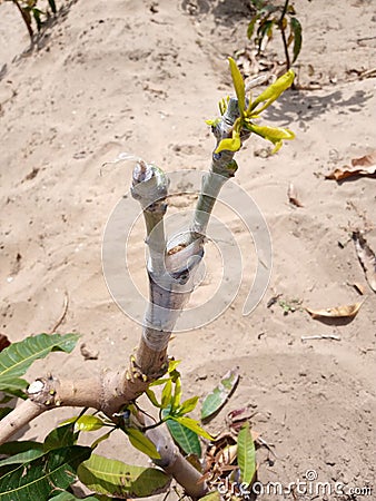 Grafted mango branch after success of tree grafting Stock Photo