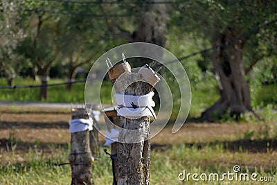 Grafted onto xylella-affected olive trees in an attempt to make them grow healthy, in Salento, Apulia Stock Photo