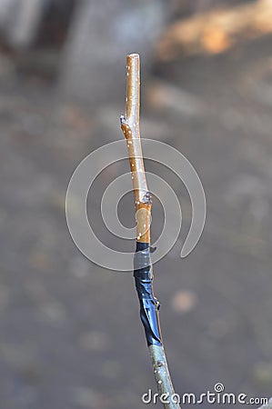 Grafting branch, spring gardening. Stock Photo