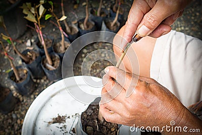 Grafting durain tree, man hand use blade graftage tree for plant propagation Stock Photo