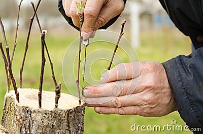 Grafting a fruit tree with live cuttings. Stock Photo