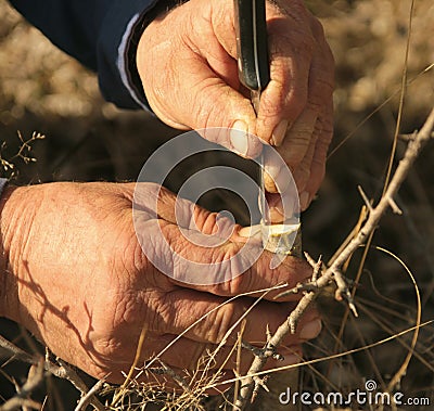 Grafting a fruit tree with old hardworking hands Stock Photo