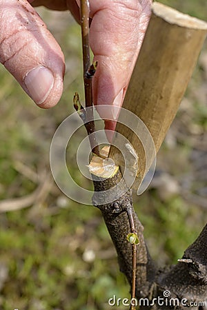 Grafting fruit trees Stock Photo