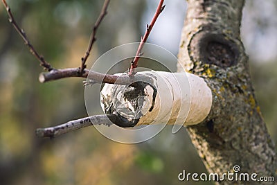 Grafting or graftage with branch Stock Photo