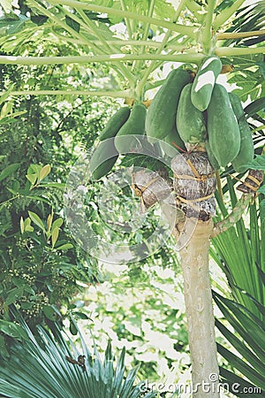 Grafting papaya fruit tree Stock Photo
