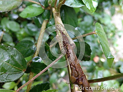 Grafting plant or tree branch in the specific season Stock Photo