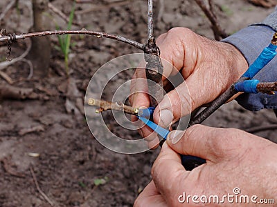 Grafting Stock Photo