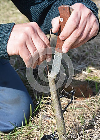 Grafting Trees - How to Graft a Tree. Grafting and budding fruit tree. Stock Photo