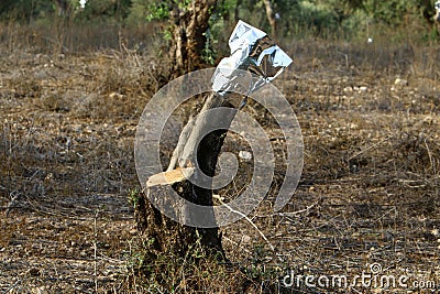 Grafting trees in an old olive garden Stock Photo