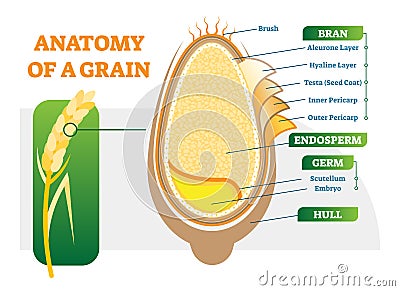 Grain anatomical layers vector illustration diagram. Vector Illustration