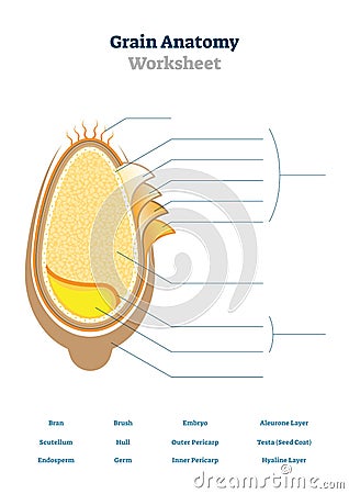 Grain anatomy worksheet vector illustration. Blank seed diagram template. Vector Illustration