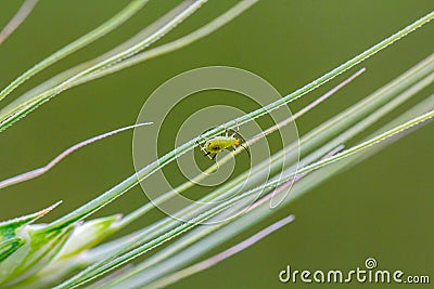 Grain aphids Sitobion avenae green Stock Photo