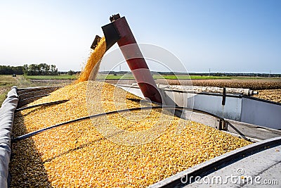 Grain cart dumping corn into semitruck in corn field during harvest Stock Photo