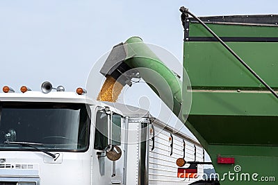 Grain cart dumping corn into semitruck in corn field during harvest Stock Photo