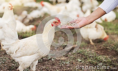 Grain, chicken farming and woman hands on free range poultry farm, environment and agriculture field. Sustainability Stock Photo