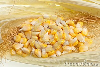 Grain of corn on silk Stock Photo